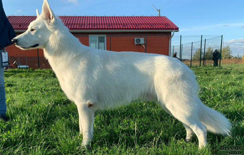 Собака Белая швейцарская овчарка