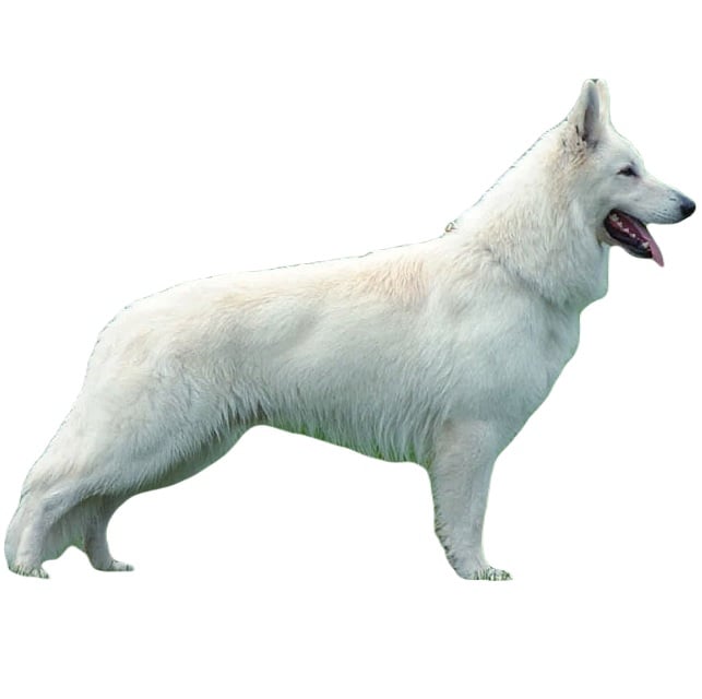 Белая швейцарская овчарка - все о собаке, 5 минусов и 11 плюсов породы
