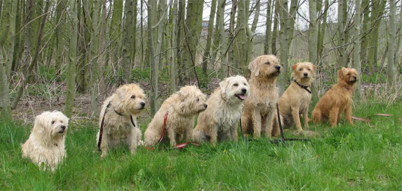 Собаки породы Голландский смоусхонд