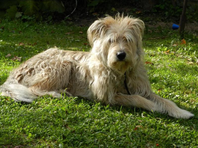 Внешний вид собаки породы Голландский смоусхонд