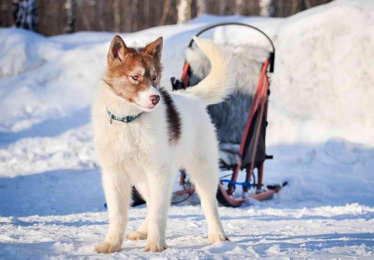 Фото собаки породы Гренландская собака