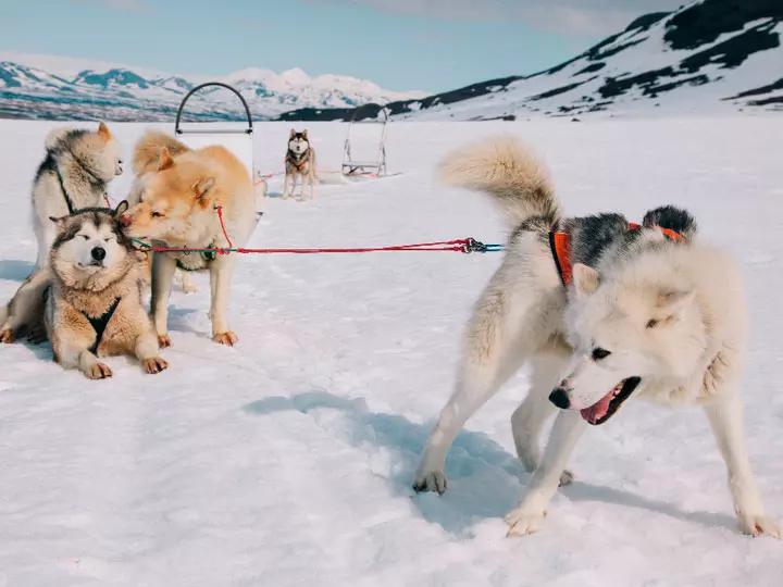 Гренландская собака в упряжке