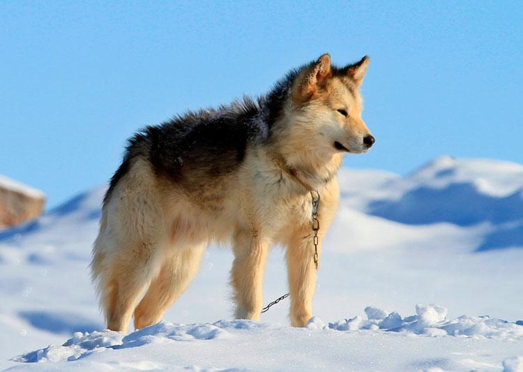 Фотография собаки породы Гренландская собака