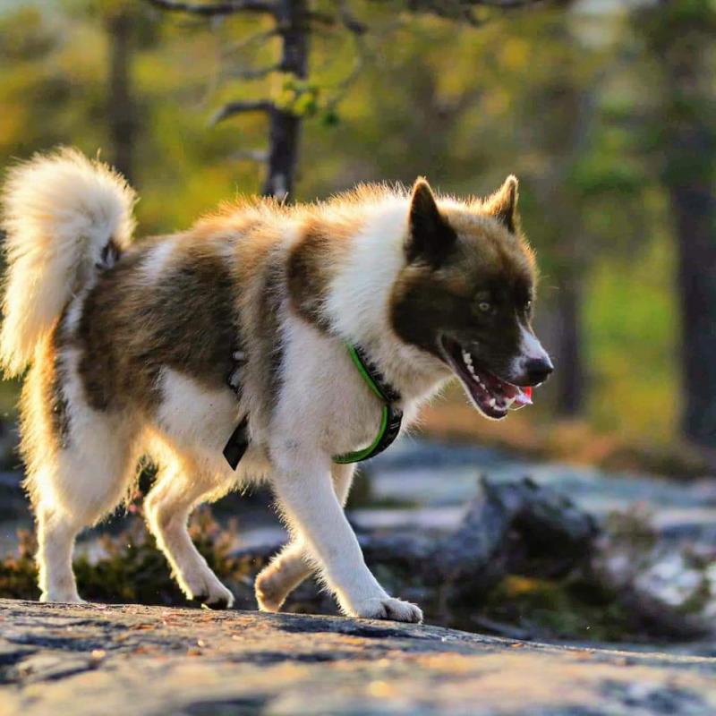 Внешний вид собаки породы Гренландская собака