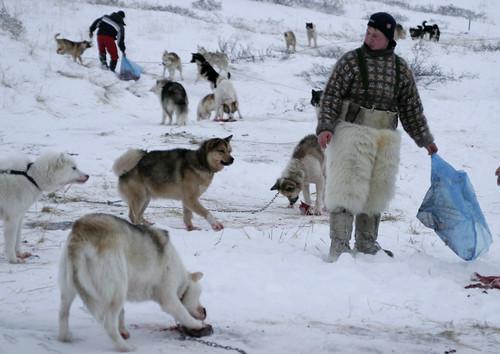 Фото собак породы Гренландская собака