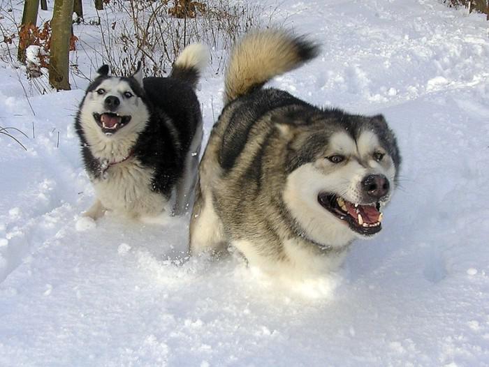 Собаки породы Гренландская собака