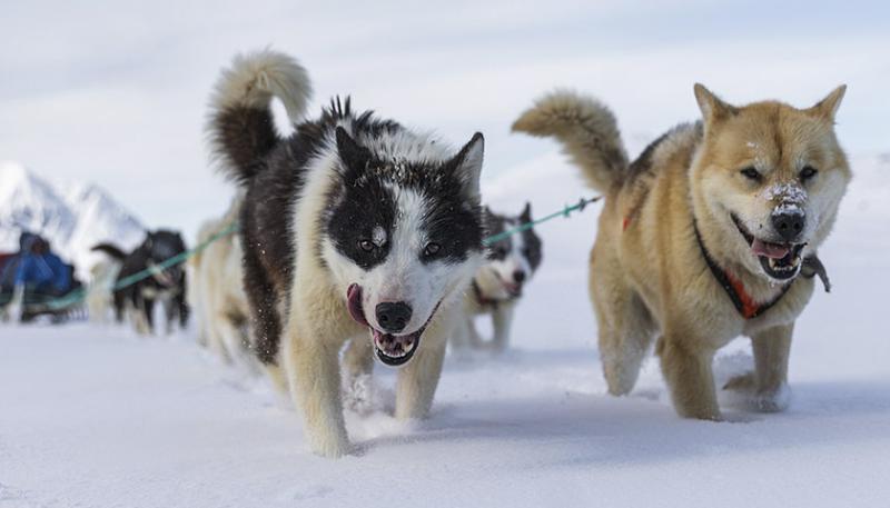 Упряжка собак породы Гренландская собака
