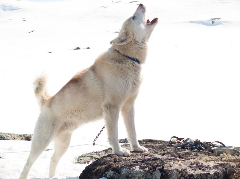 Гренландская собака воет