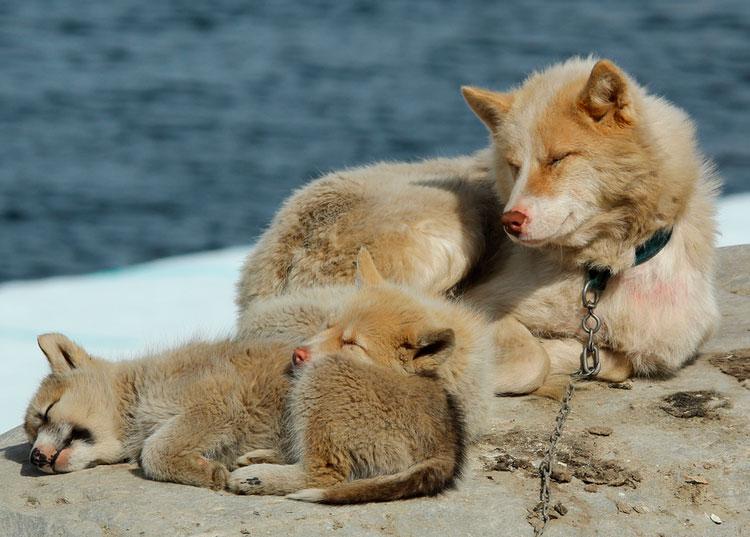 Щенки собаки породы Гренландская собака