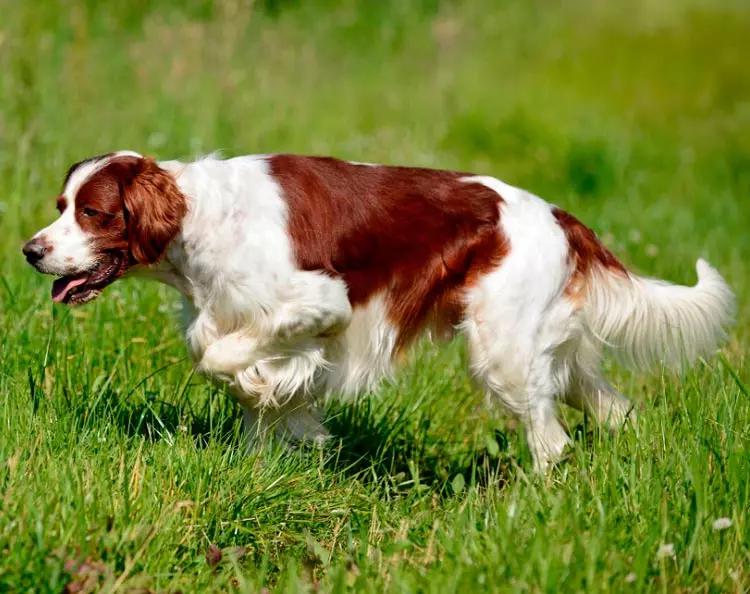 Фото собаки породы Ирландский красно-белый сеттер