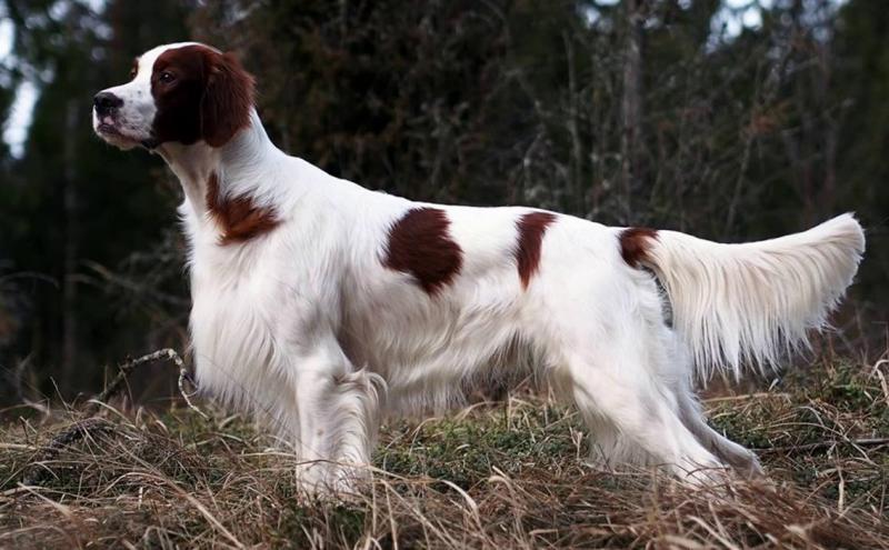Фотография собаки породы Ирландский красно-белый сеттер
