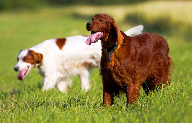 Фото собак Ирландский красно-белый сеттер и Ирландский красный сеттер