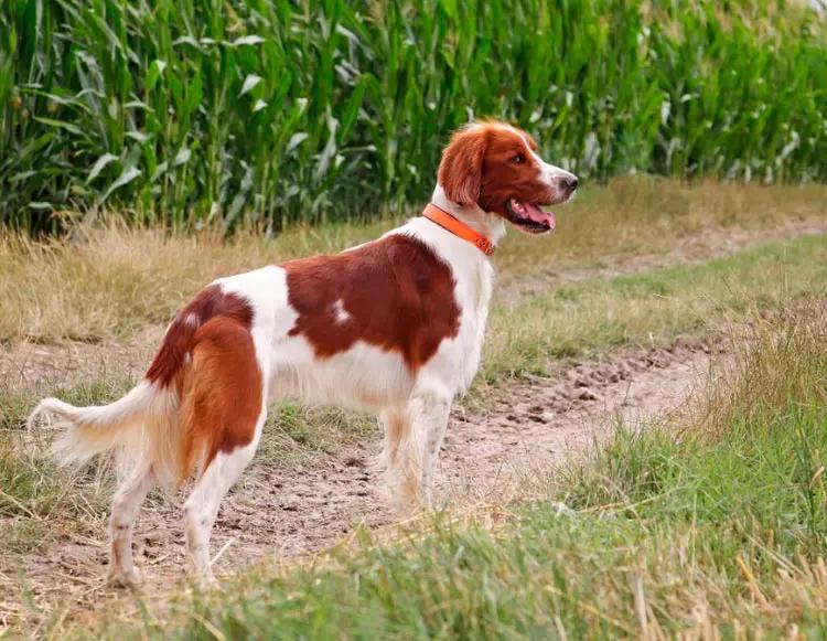 Собака породы Ирландский красно-белый сеттер