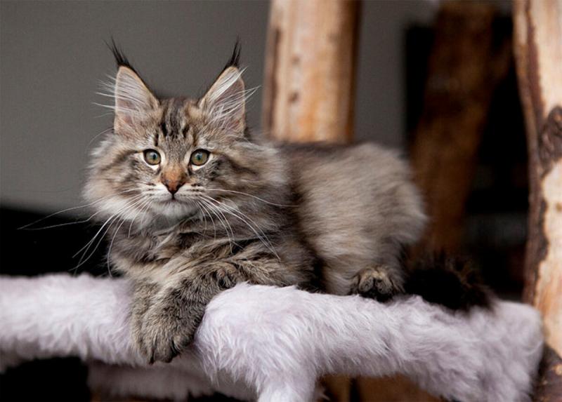 Фото кошки породы Норвежская лесная кошка