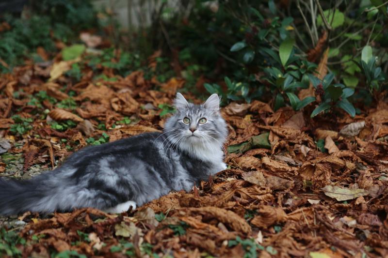 Фото кошки породы Норвежская лесная кошка