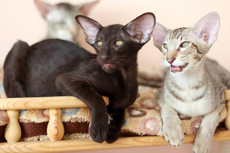 Фотография кошек породы Ориентальная кошка
