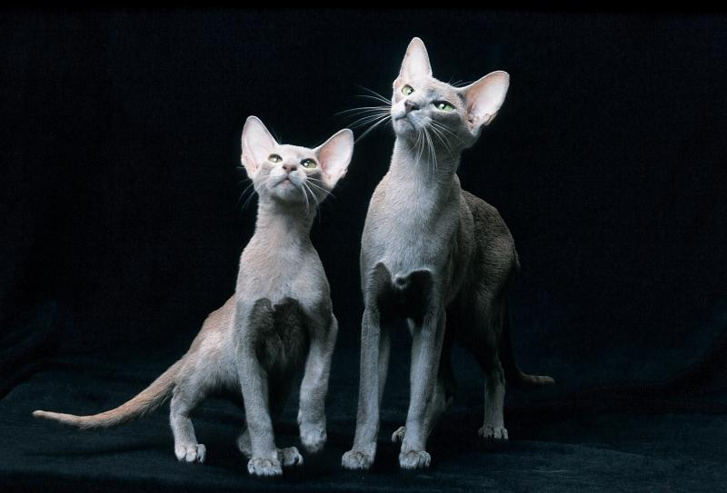 Кошки породы Ориентальная кошка
