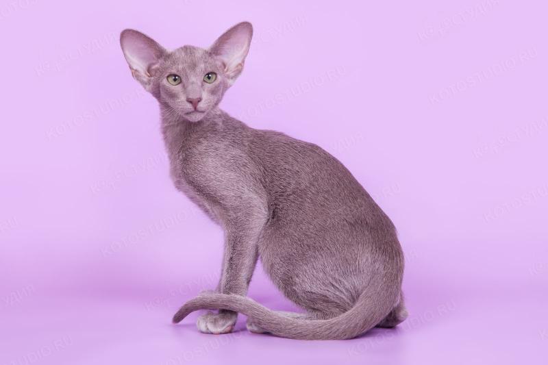 Ориентальная кошка окрас лиловый