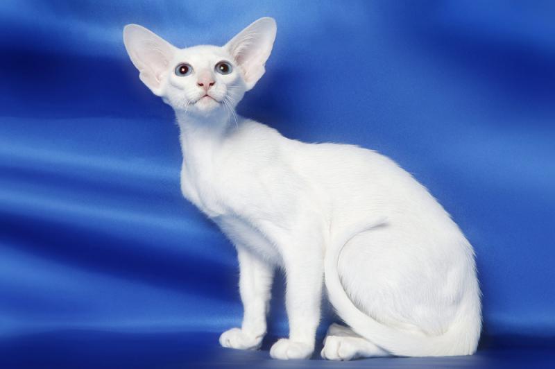 Ориентальная кошка окрас белый