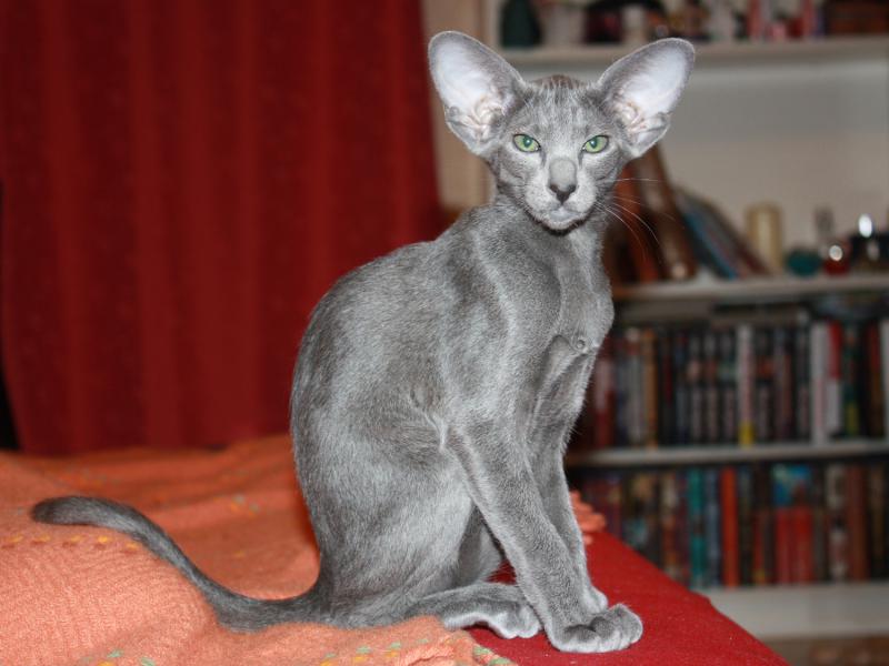 Ориентальная кошка окрас голубой