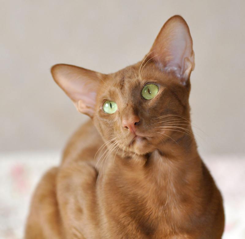 Ориентальная кошка окрас циннамон