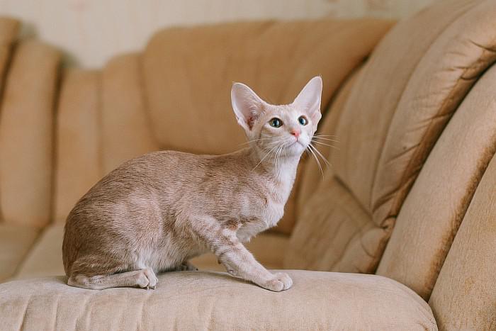 Ориентальная кошка окрас кремовый