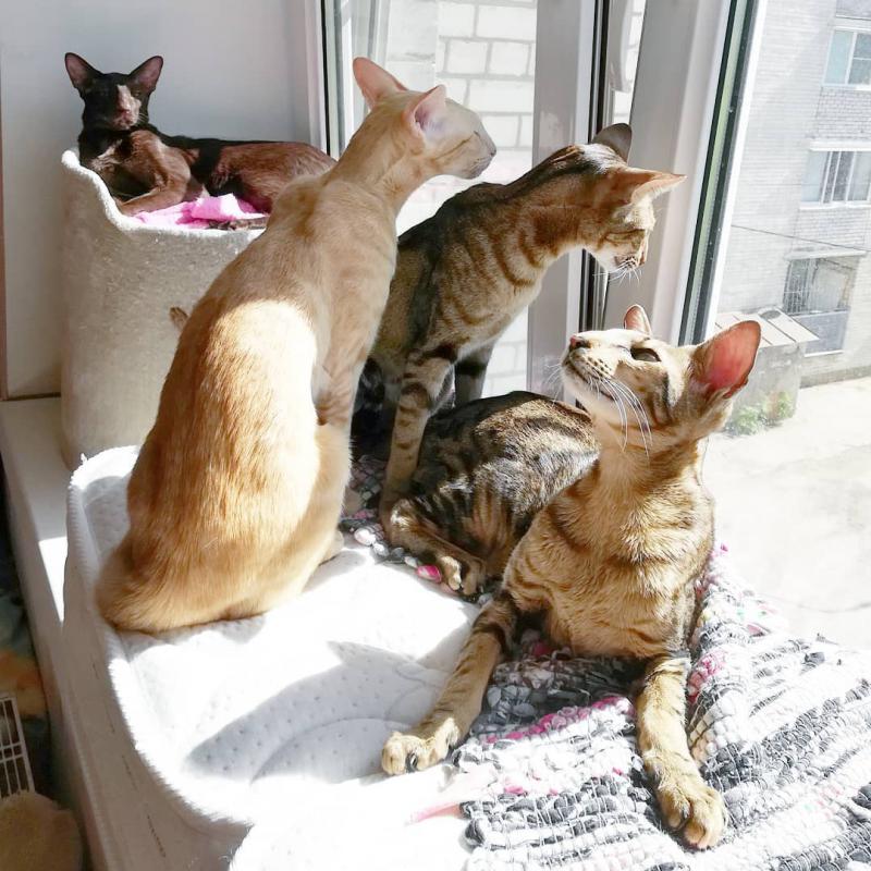Фотография кошек породы Ориентальная кошка