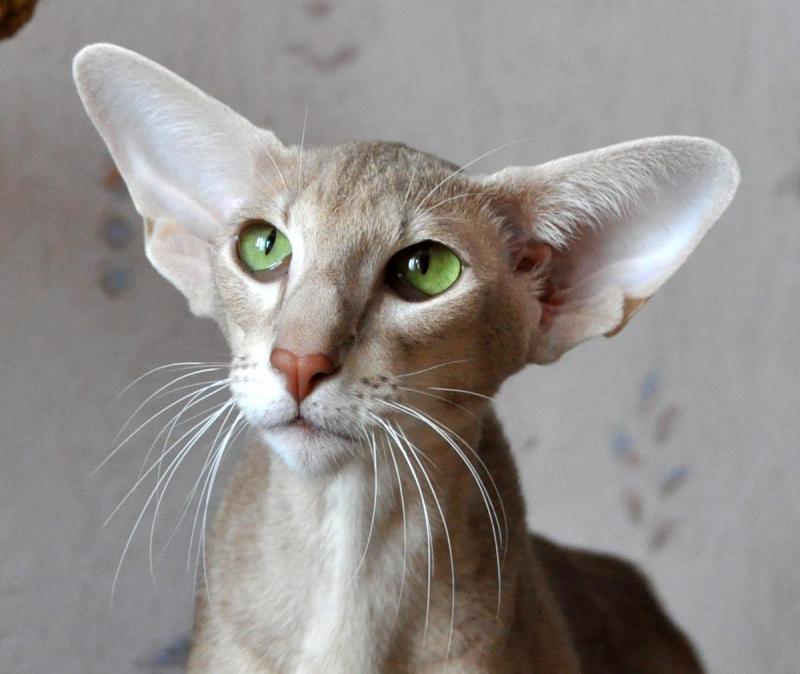 Уши кошки породы Ориентальная кошка