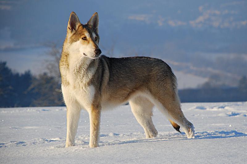 Фото породы Волчья собака Сарлоса