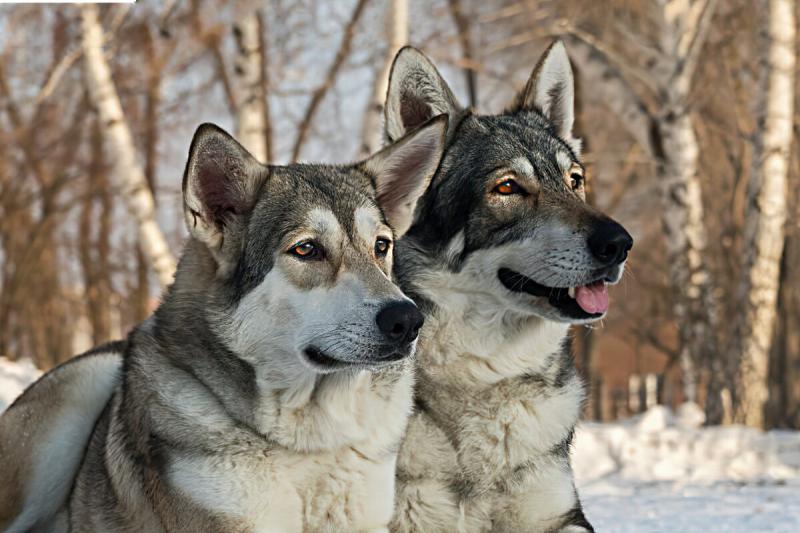Две собаки породы Волчья собака Сарлоса