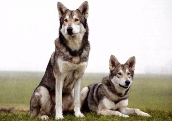 Собаки породы Волчья собака Сарлоса