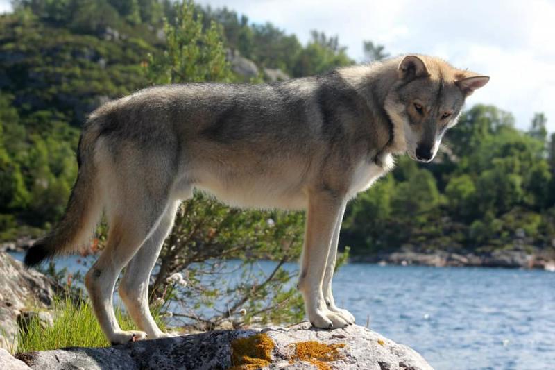 Фотография собаки породы Волчья собака Сарлоса
