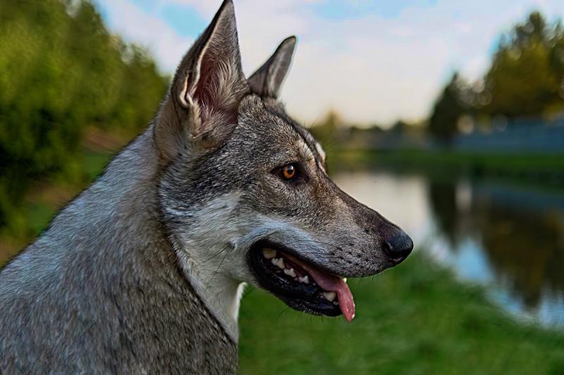 Голова собаки породы Волчья собака Сарлоса
