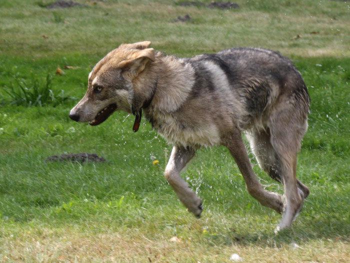 Внешний вид собаки породы Волчья собака Сарлоса