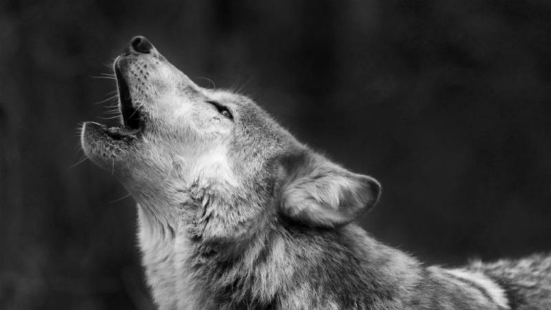 Волчья собака Сарлоса похожа на волка