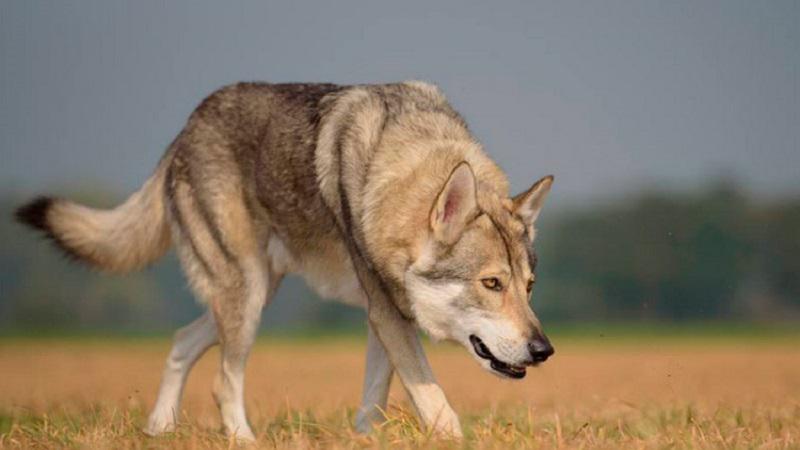 Фото Волчья собака Сарлоса