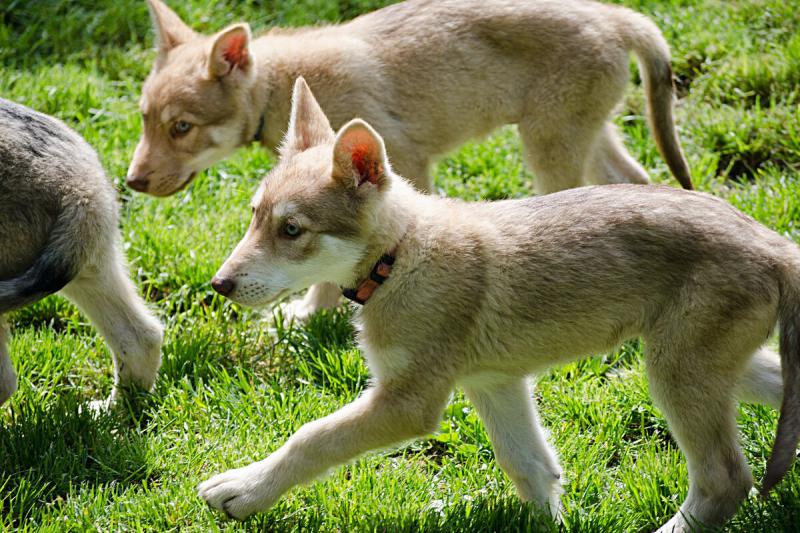 Фото щенков породы Волчья собака Сарлоса