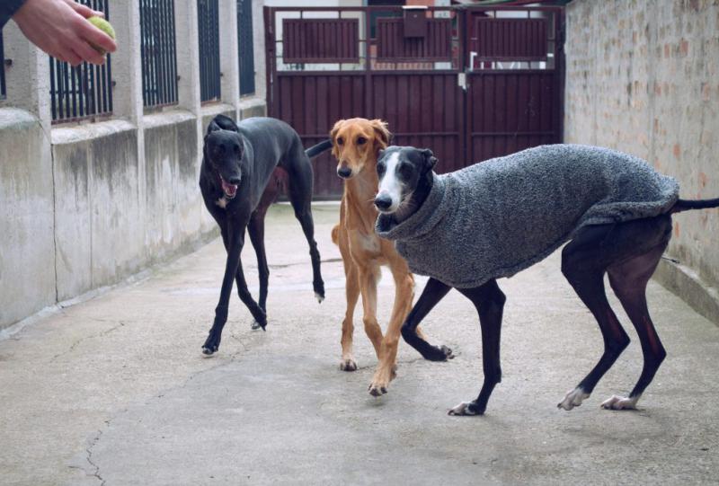 Собаки породы Испанский гальго