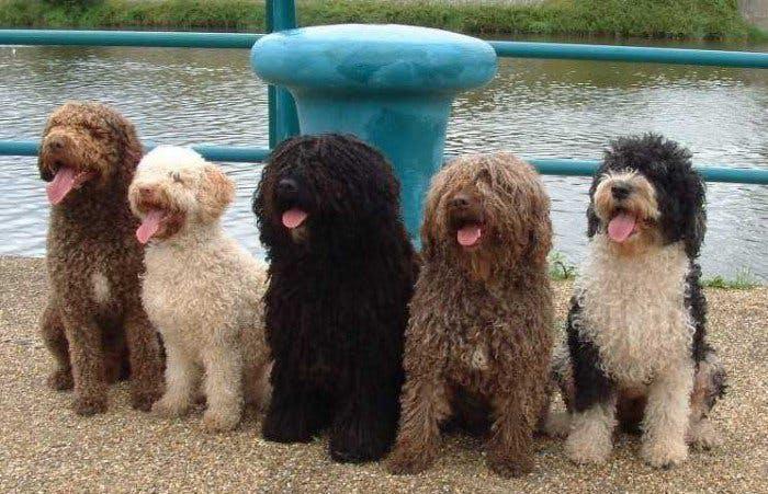 Фотография собак породы Испанская водяная собака
