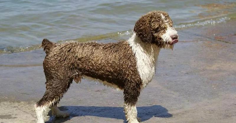 Фотография собаки породы Испанская водяная собака