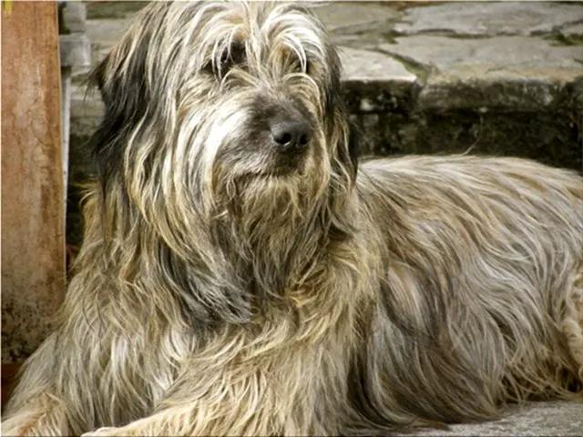 Фотография собаки породы Каталонская овчарка