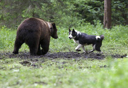 Карельская медвежья собака и медведь