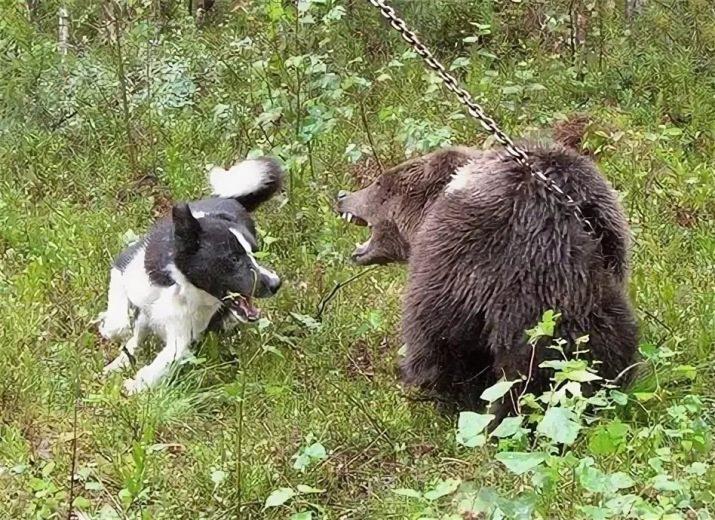 Карельская медвежья собака нападает на медведя