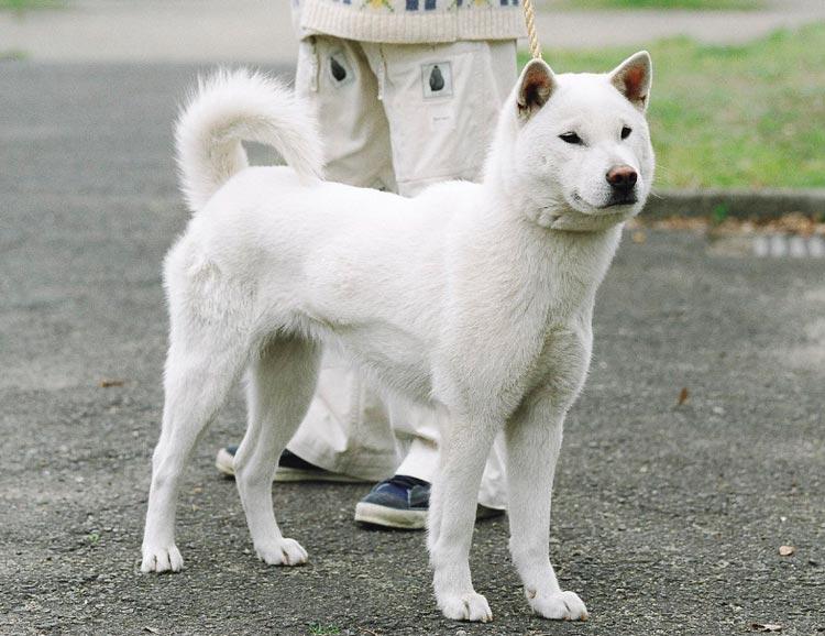 Фото собаки породы Кисю