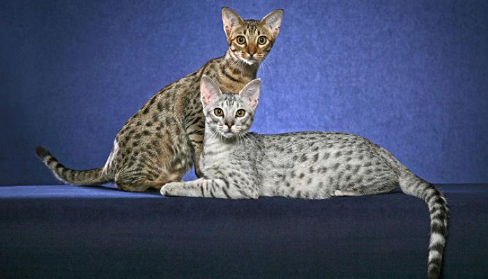 Фотография двух кошек породы Оцикет