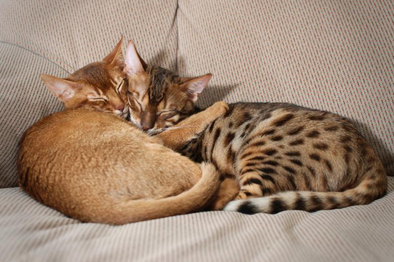 Фотография спящих кошек