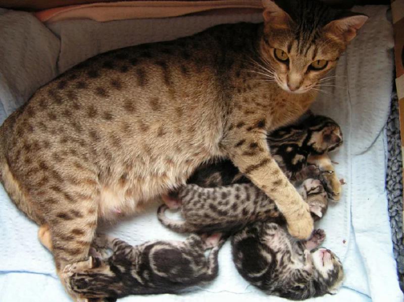 Кошка Оцикет с котятами