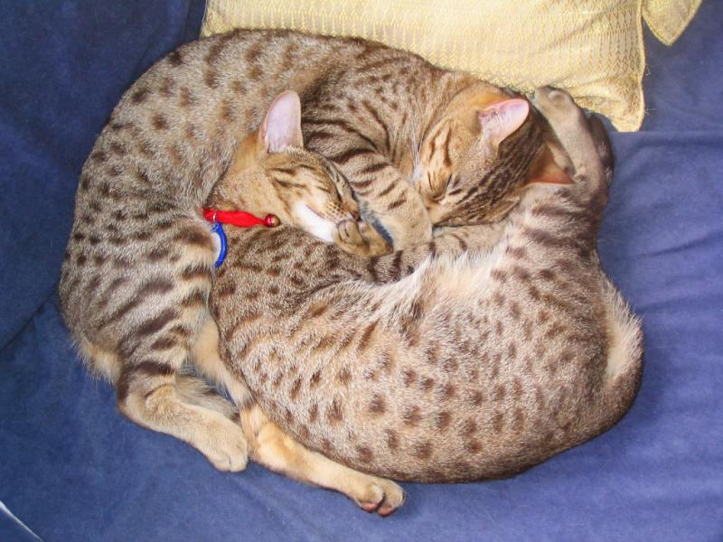 Кошки Оцикет спят клубком