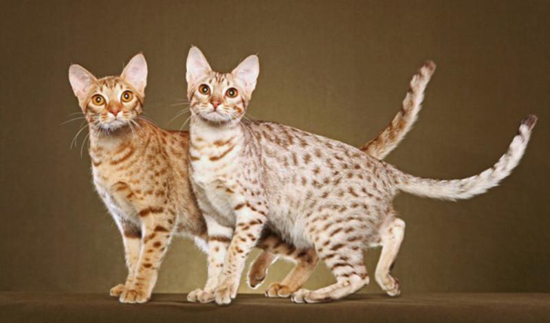 Две кошки Оцикет