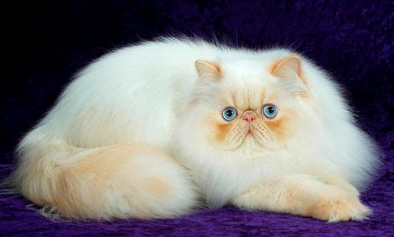Фото кошки породы Персидская кошка